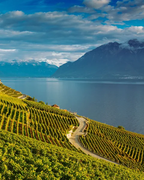 Lavaux vineyard terraces above Lake Geneva near Lausanne