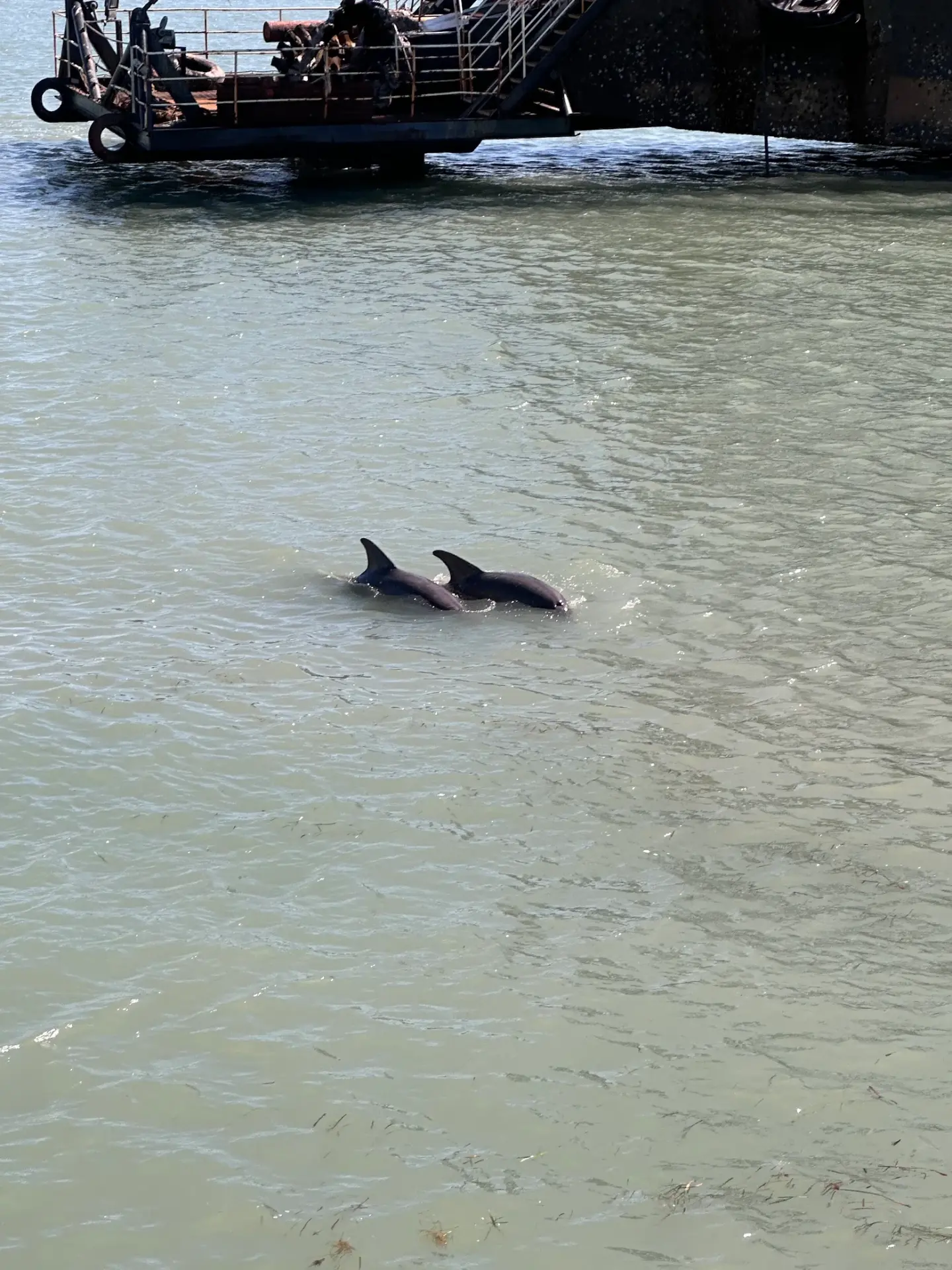 Two dolphins surfacing by the jetty at South Padre Island, Texas