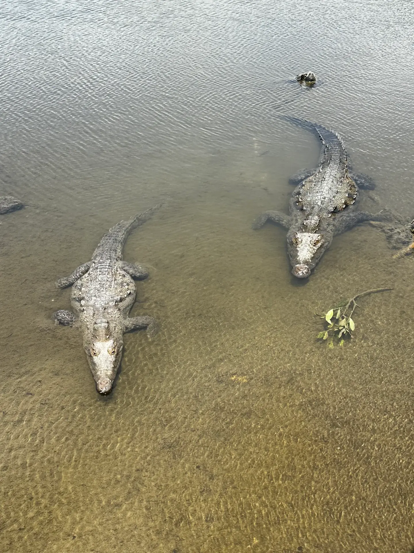 Crocodiles at Punta Sur Eco Beach Park in Cozumel, Mexico