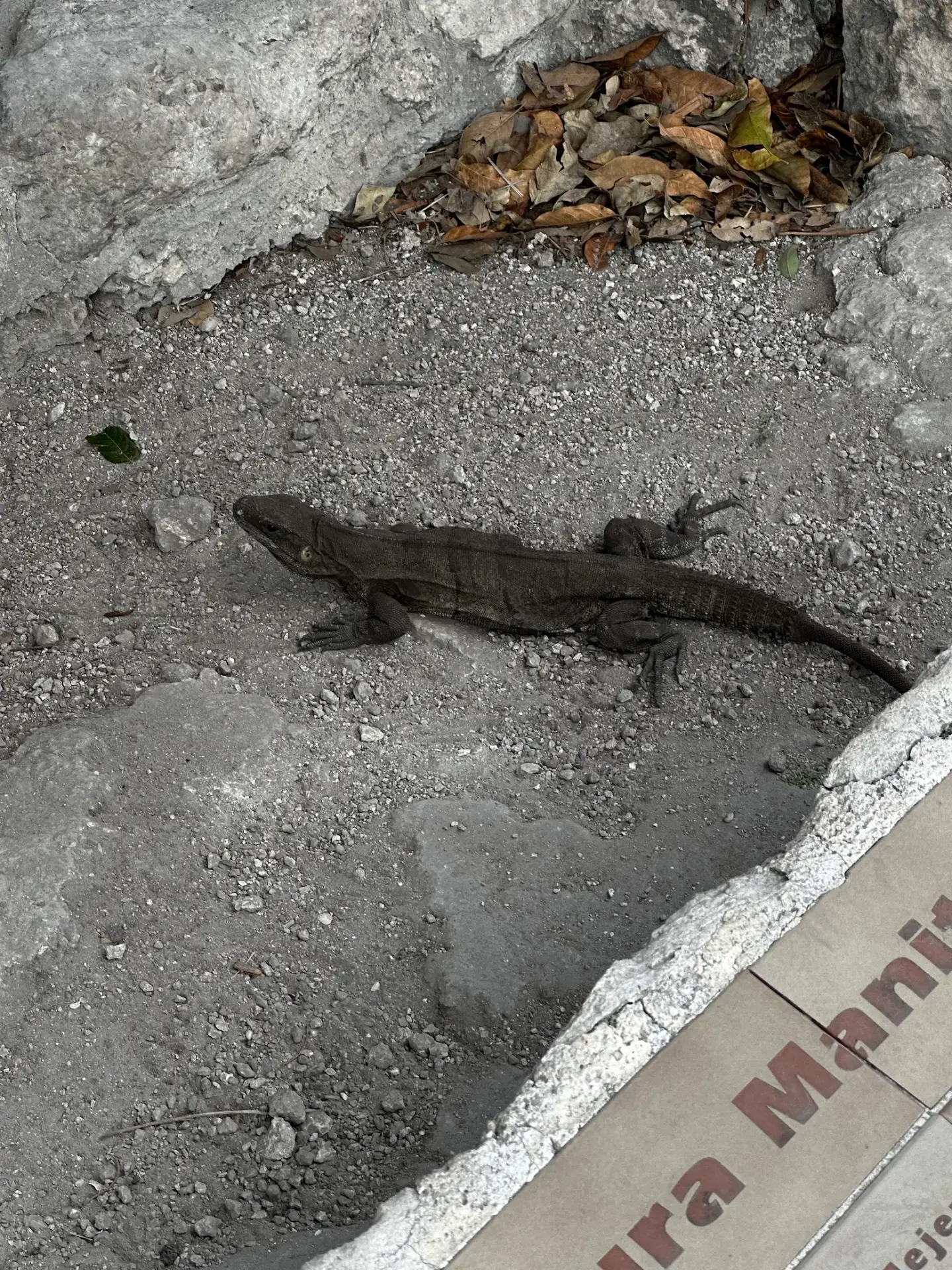 An iguana on the rocks at Cozumel, Mexico