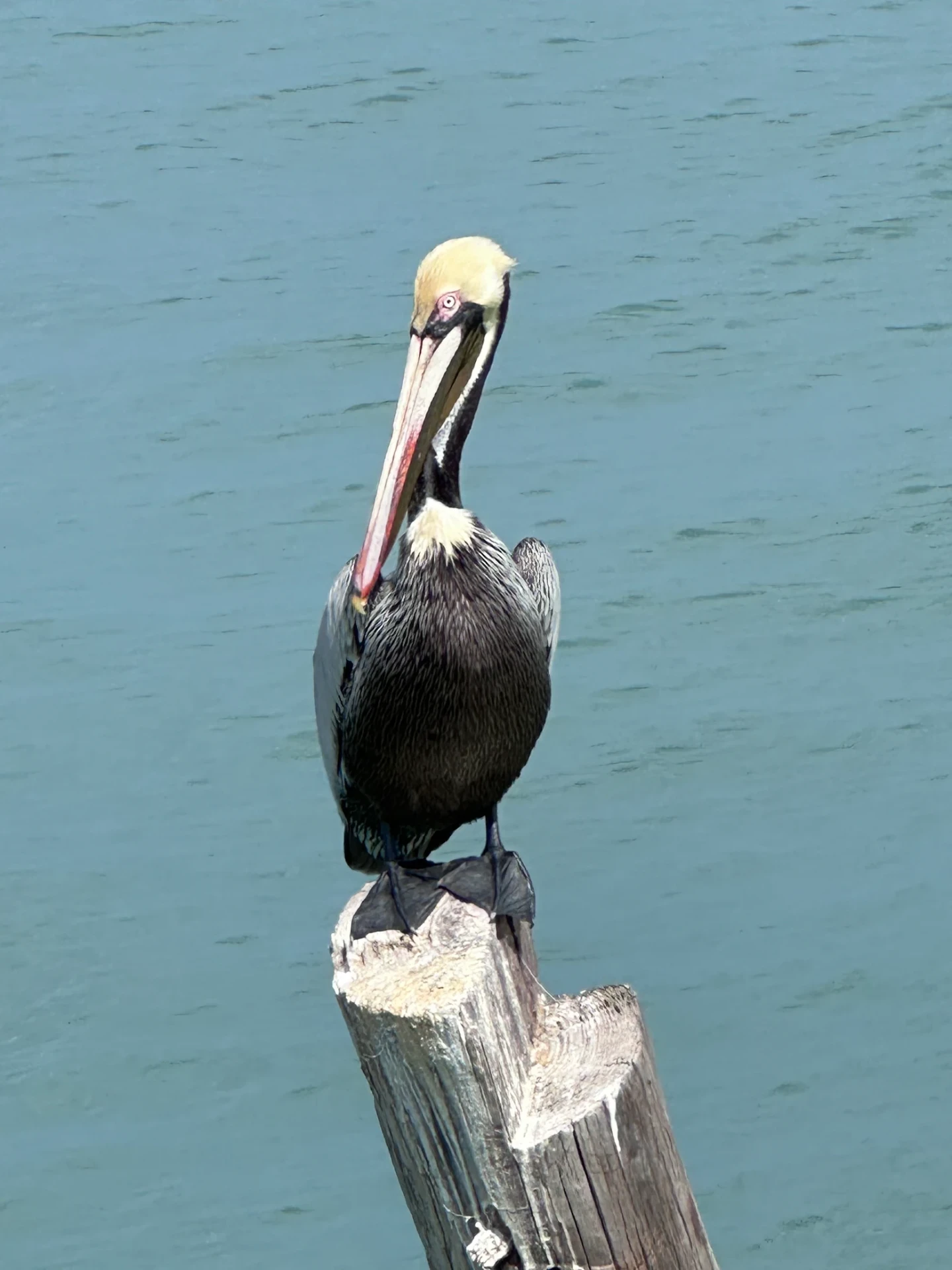 A brown pelican resting on a piling at South Padre Island, Texas