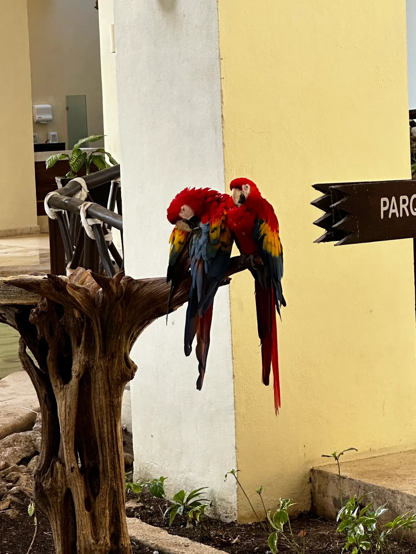 Scarlet macaws at a park in Cozumel, Mexico